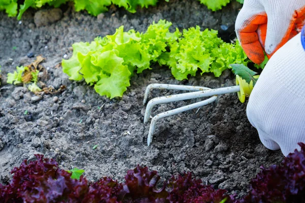 Gardening Weeding Weeds Gardening — Stock Photo, Image