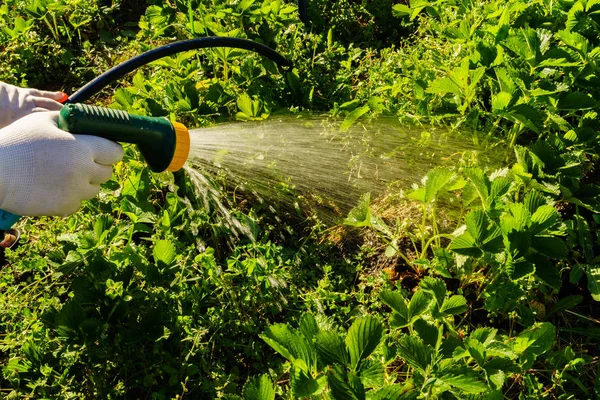 Riego Del Jardín Para Una Cosecha Calidad —  Fotos de Stock