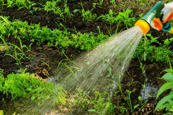 Watering the garden for a quality harvest