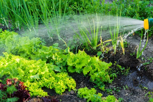 品質の収穫のための庭の水まき — ストック写真
