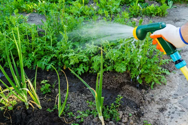 品質の収穫のための庭の水まき — ストック写真