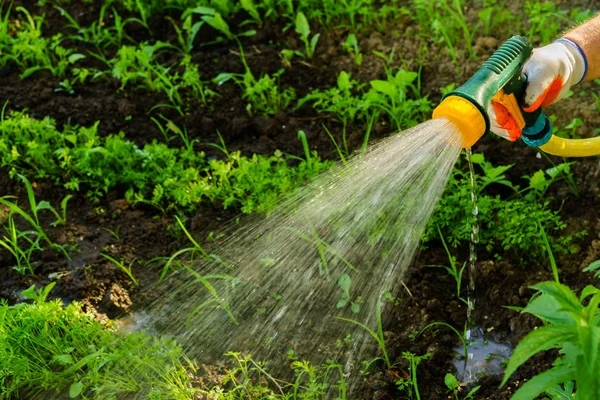 Riego Del Jardín Para Una Cosecha Calidad —  Fotos de Stock