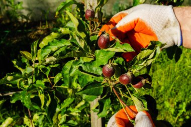 Bahçe Kur ve Sebze Bahçesi