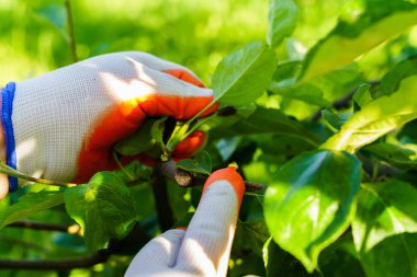 Bahçe Kur ve Sebze Bahçesi