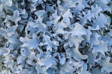 Güzel manzara tasarımı deniz tatil köyü