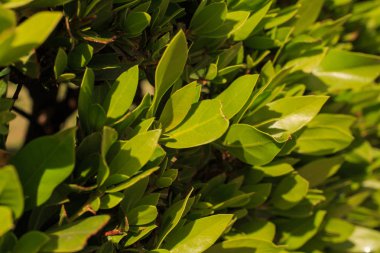 Güzel manzara tasarımı deniz tatil köyü