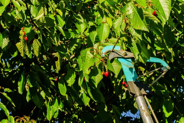 Cherry Picking Zahradě — Stock fotografie
