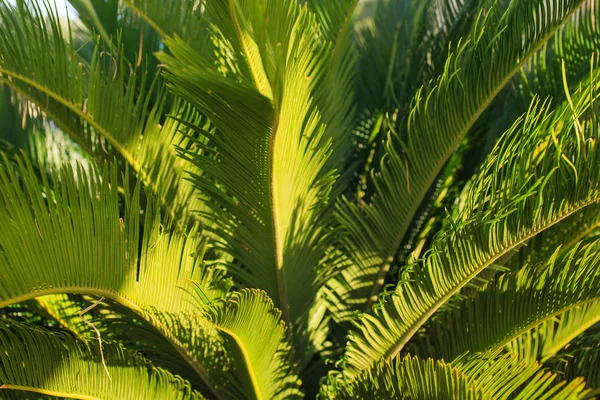 Belo Desenho Paisagístico Estância Balnear — Fotografia de Stock