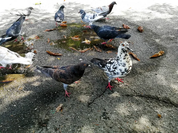Parktaki Güvercinler — Stok fotoğraf
