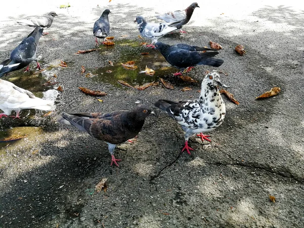 Palomas Parque — Foto de Stock