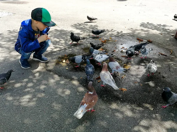 Boy Feed Pigeons — стоковое фото