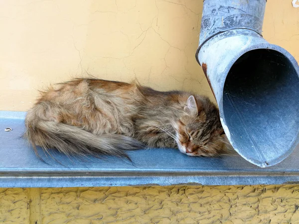 Straßenkatze Der Nähe Des Abflussrohres — Stockfoto