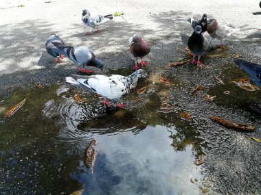 Parktaki güvercinler