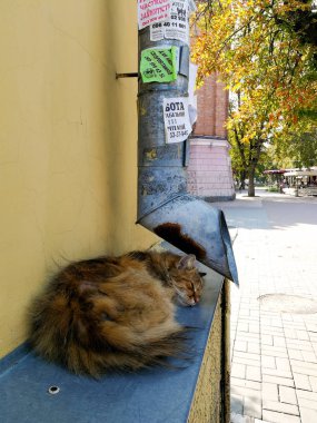 oluktan yakınındaki sokak kedi