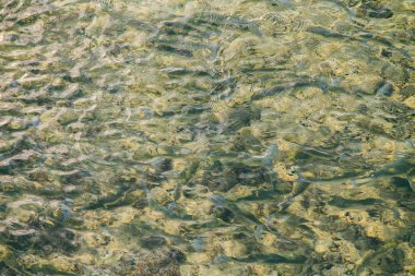 Güzel deniz plaj ve deniz