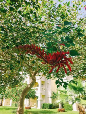 Resort adlı. Egzotik Bahçe.