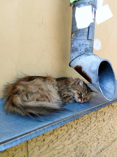 Gato Rua Perto Tubulação Drenagem — Fotografia de Stock