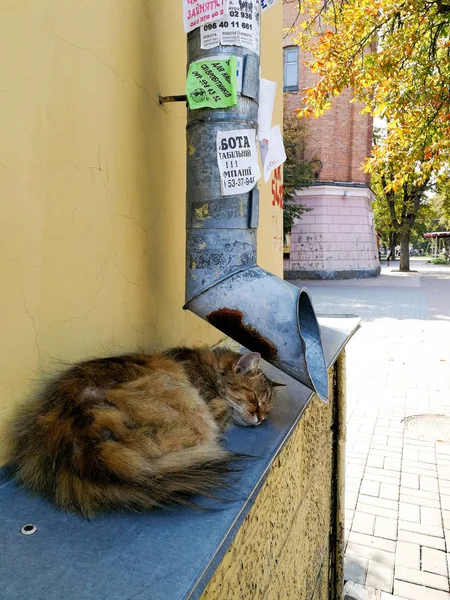 Gato Calle Cerca Tubería Drenaje — Foto de Stock