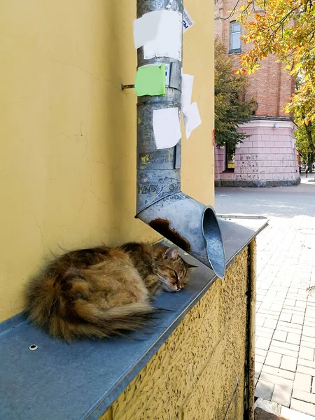 Gato Rua Perto Tubulação Drenagem — Fotografia de Stock