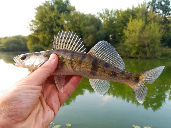 Fish Pike Perch Hands Angler — Stock Photo, Image