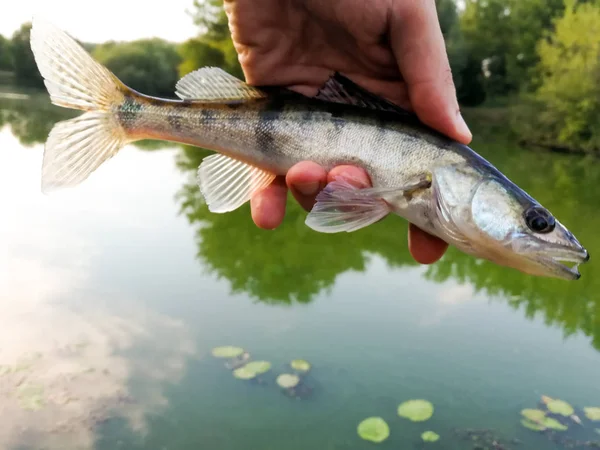 Peixe Pique Poleiro Nas Mãos Pescador — Fotografia de Stock