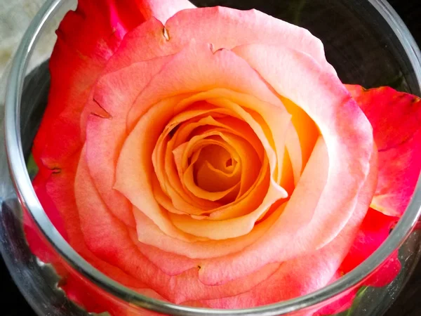 Flores Frescas Belas Rosas — Fotografia de Stock