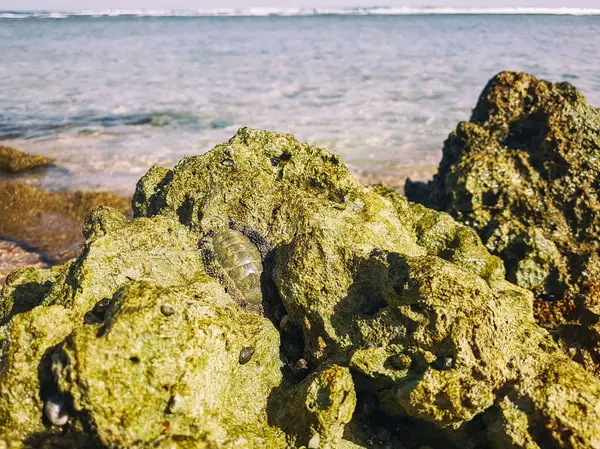 Vackra Havet Stranden Och Havet — Stockfoto