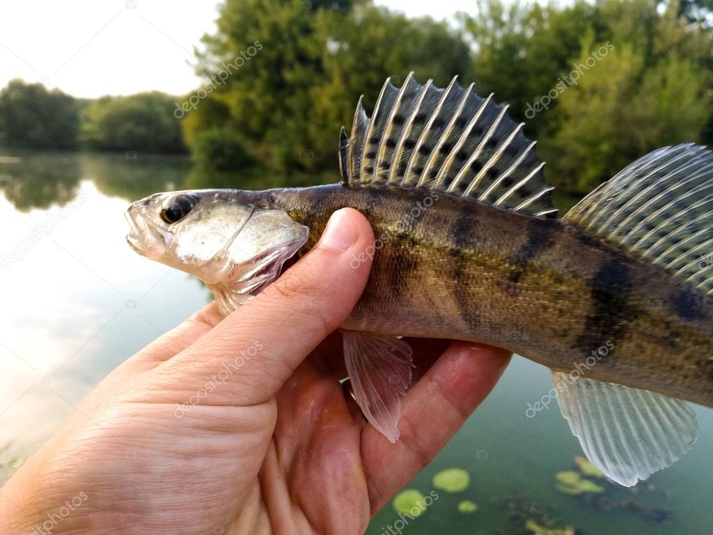 fish pike-perch in the hands of an angler