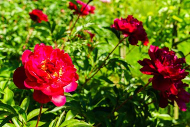 Kırsal kesimde güzel bahçe