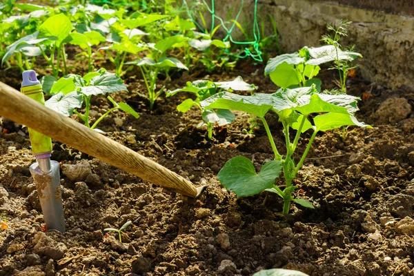 Zöldségtermesztés a kertben — Stock Fotó