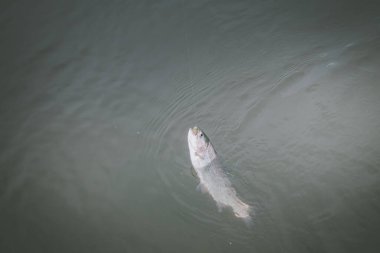 Gölde alabalık avı