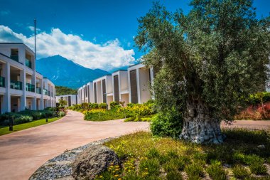 Güzel tatil beldesi. Yeşil ve çiçekler