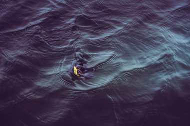 Gölde alabalık avı