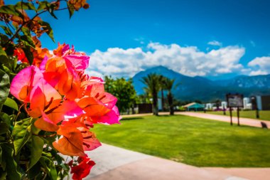 Güzel tatil beldesi. Yeşil ve çiçekler