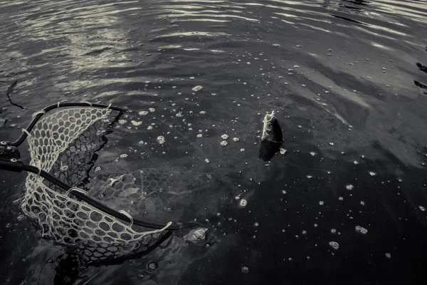 Pesca Alla Trota Sul Lago — Foto Stock