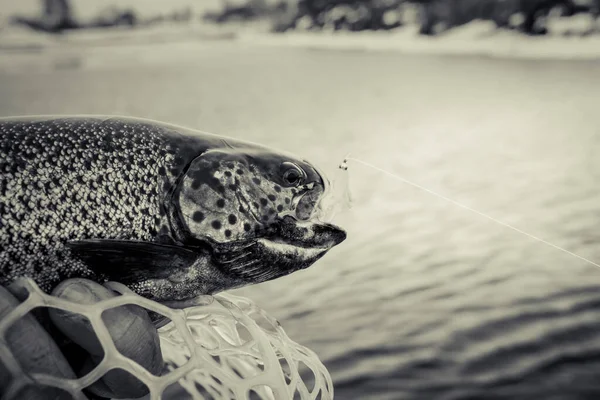 Pêche Truite Sur Fond Lac — Photo