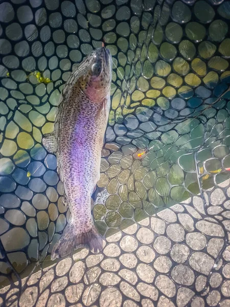 Fischerei Fischer Und Forellen — Stockfoto