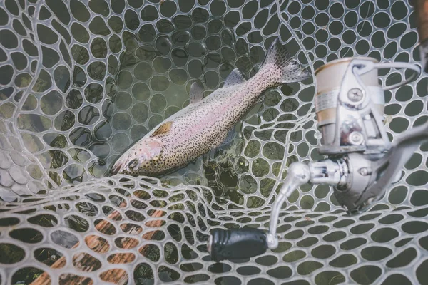 Forel Vissen Het Meer — Stockfoto