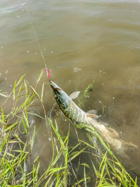 Pesca Descanso Rural Antecedentes Sobre Tema Recreação — Fotografia de Stock