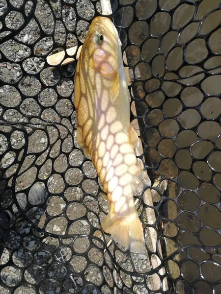 Pesca Esporte Recreação Fundo — Fotografia de Stock