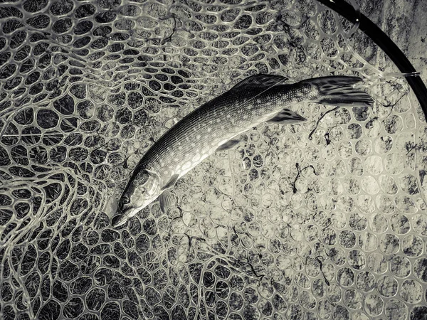 Vissen Recreatieachtergrond Van Het Meer — Stockfoto