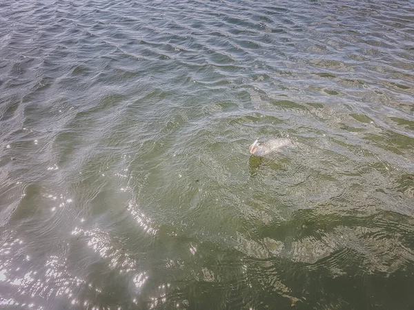 湖での釣り — ストック写真