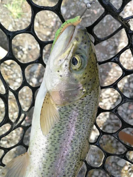 Pesca Esporte Recreação Fundo — Fotografia de Stock