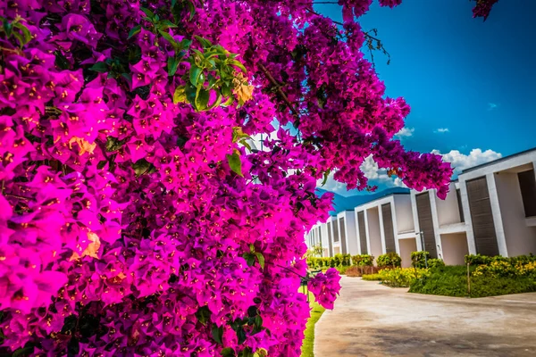 Bella Località Balneare Verde Fiori — Foto Stock