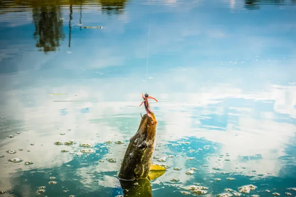 湖でのパイク釣り — ストック写真