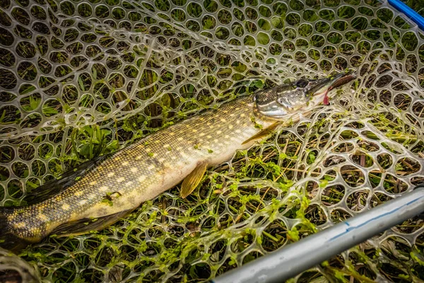 Pike Rybaření Jezeře — Stock fotografie