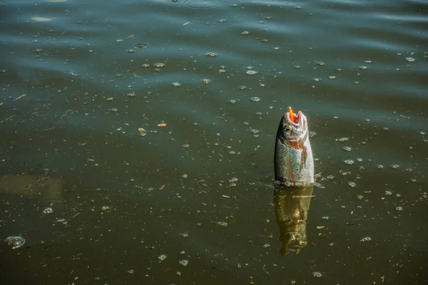 Pesca Lúcio Lago — Fotografia de Stock