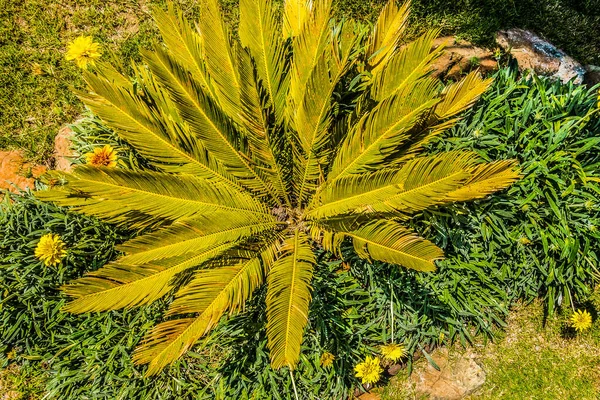 美丽的海滨度假胜地 绿色和鲜花 — 图库照片