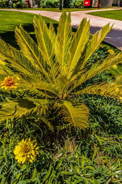 Bela Estância Balnear Verde Flores — Fotografia de Stock