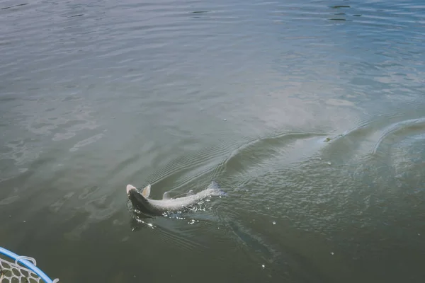 Pesca Alla Trota Sul Lago — Foto Stock